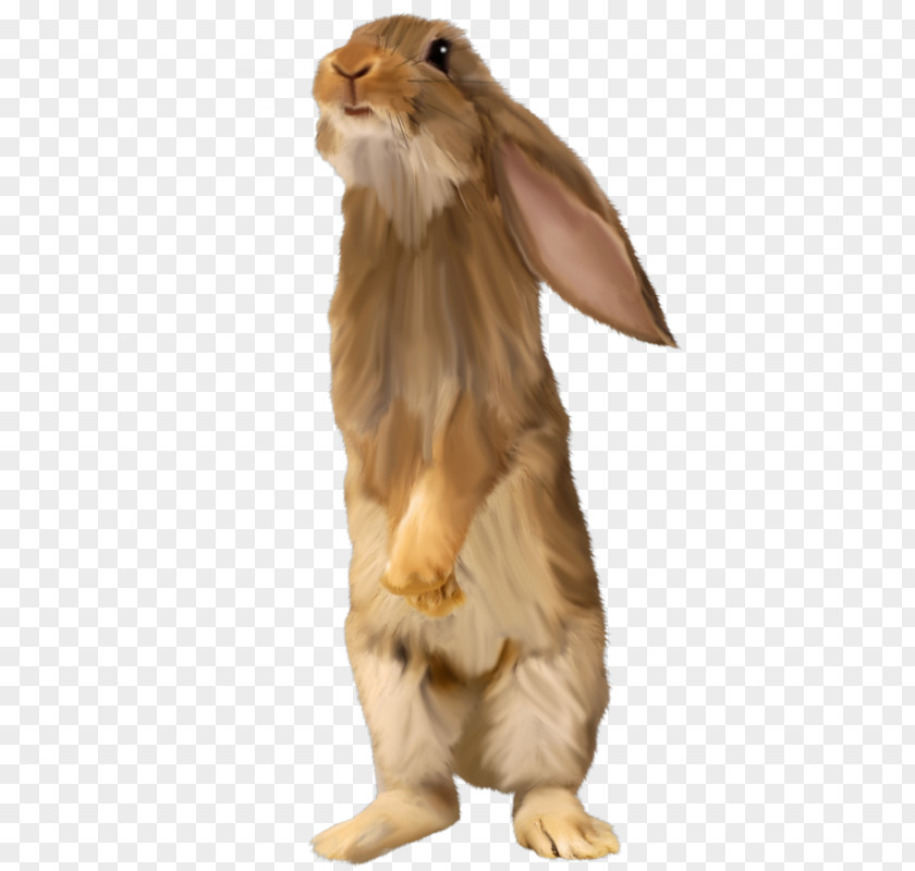 Rabbit Domestic Hare Fur Snout PNG