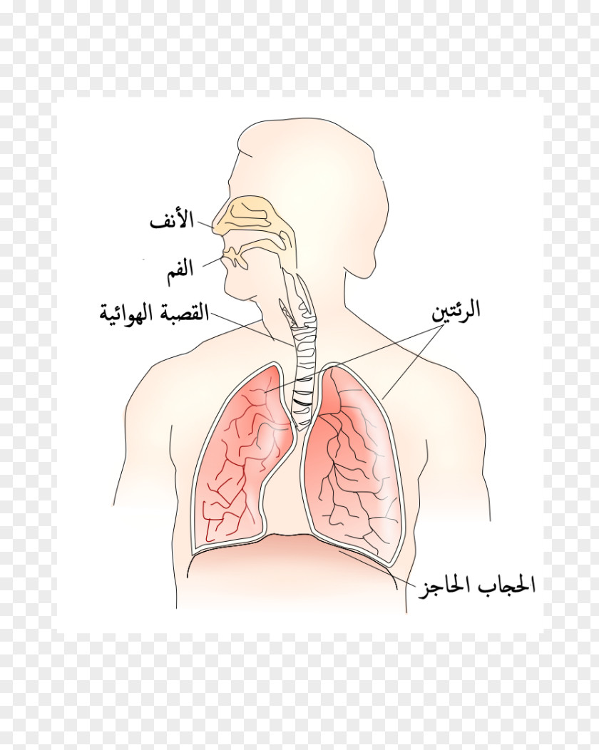 Respiratory Nose Muscle Thoracic Diaphragm System Aorta PNG