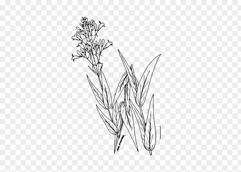 Twig /m/02csf Line Art Drawing Plant Stem PNG