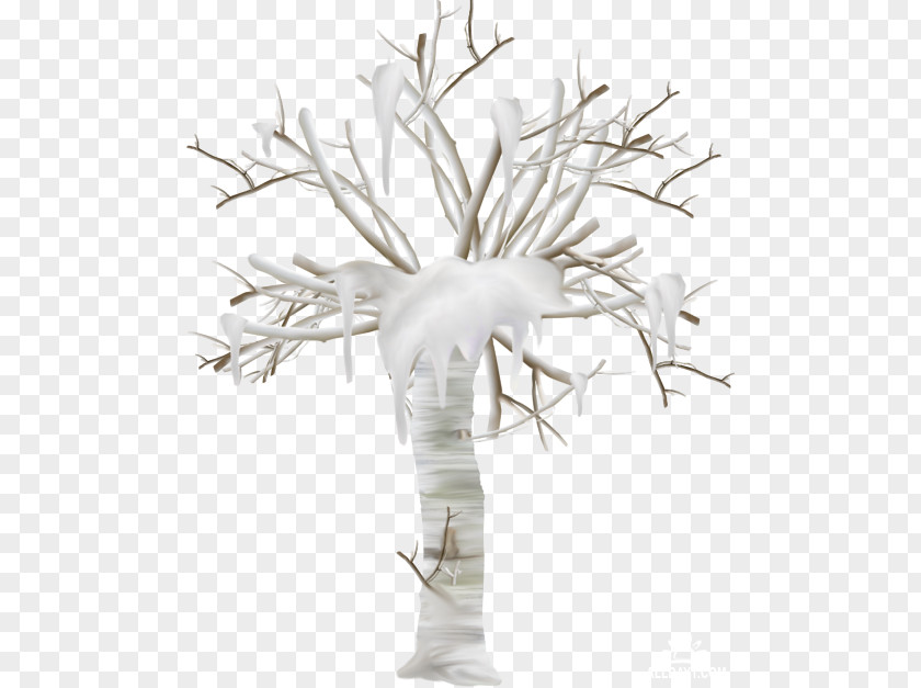Black And White Twig Scrubs Tree PNG