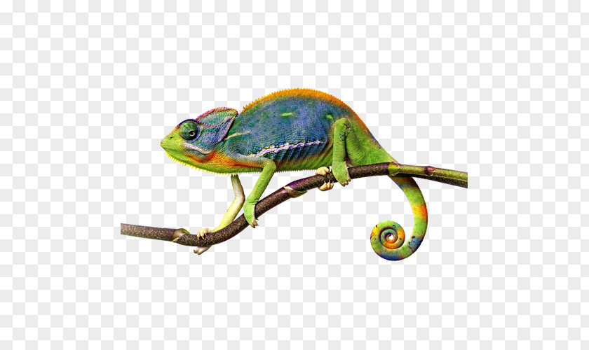 Chameleon. PNG clipart PNG