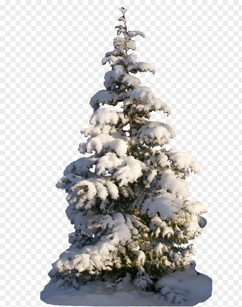 Christmas Tree Spruce Fir Forest PNG