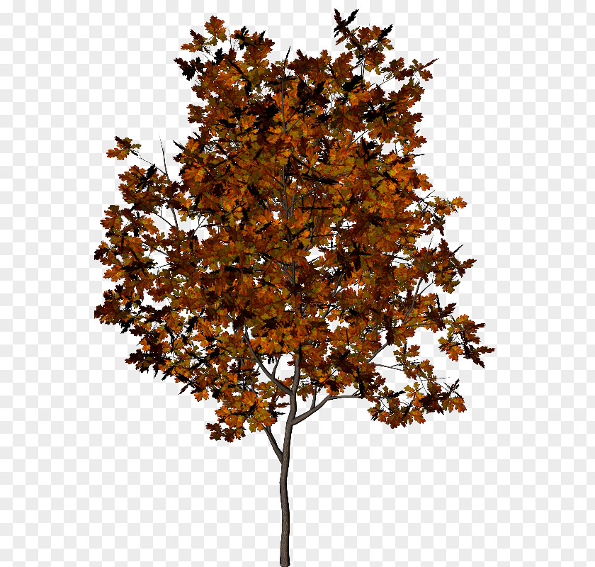 Falling Feathers Tree Autumn Leaf Pinus Halepensis PNG