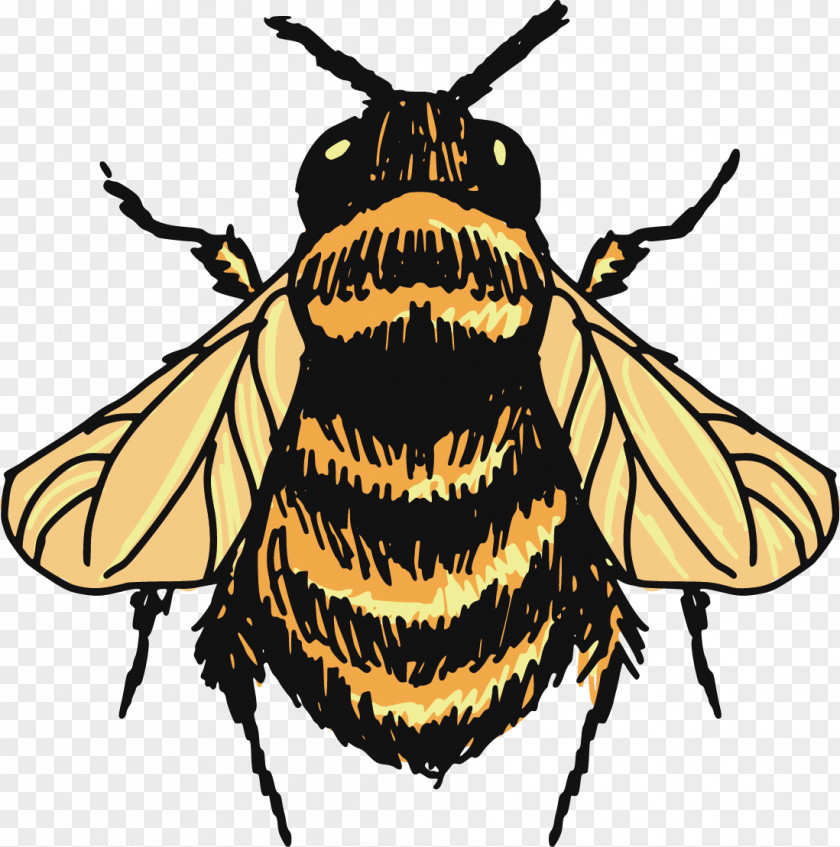 Fly Vector Bumblebee Drawing Sketch PNG