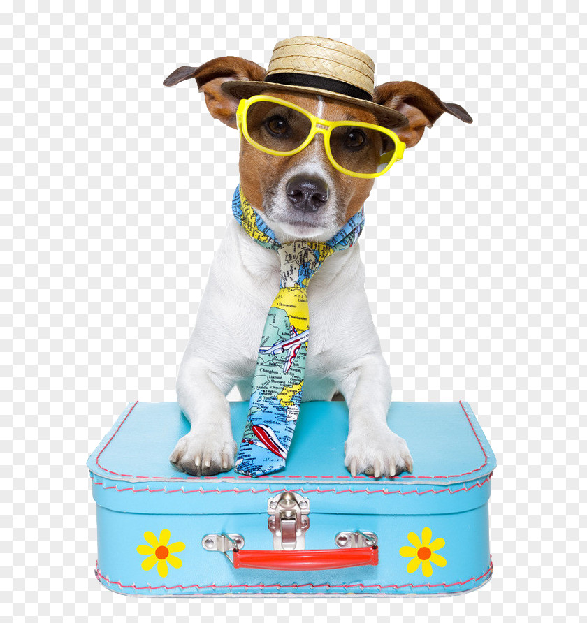 Handsome Dog Puppy Pet Sitting Travel PNG