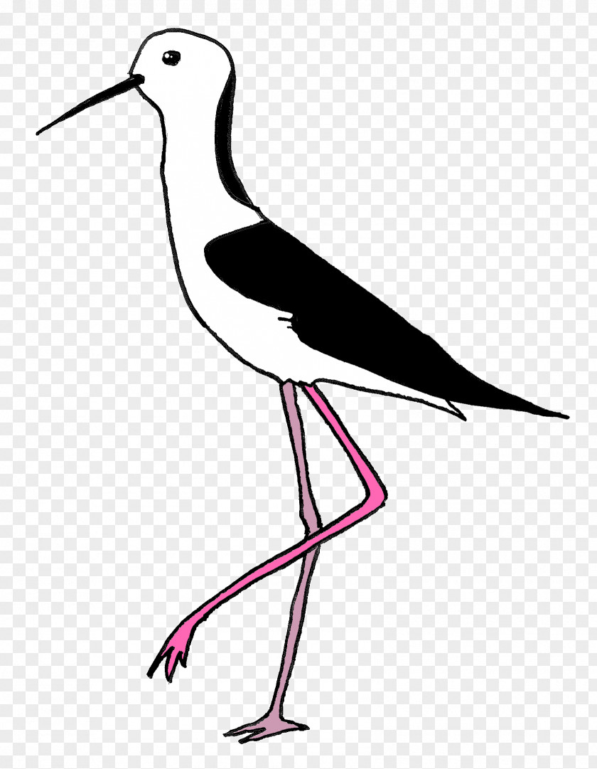 Insolvable White Stork Clip Art Beak Neck PNG