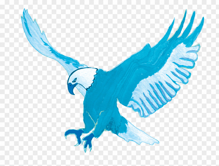 Blue Fire Bird Of Prey Beak Eagle Wildlife PNG