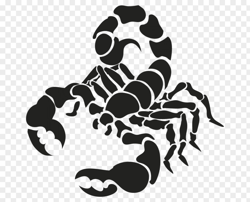 Cancer Astrology Scorpion Drawing PNG