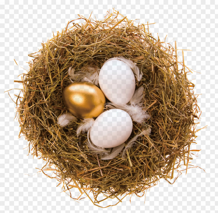 Golden Nest Egg Bald Eagle Bird PNG