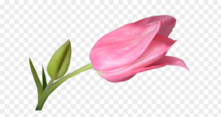 Pink Tulips Tulip Download Clip Art PNG