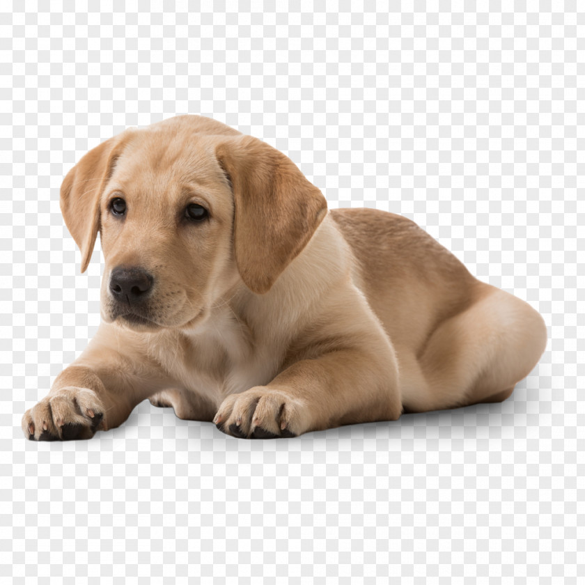 Puppy Labrador Retriever Dog Breed Beagle Rottweiler PNG