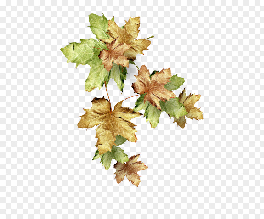 Autumn Leaves Image Leaf PNG