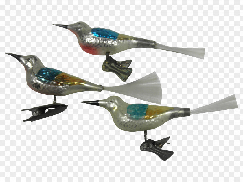 Beak Hummingbird Fauna Feather PNG