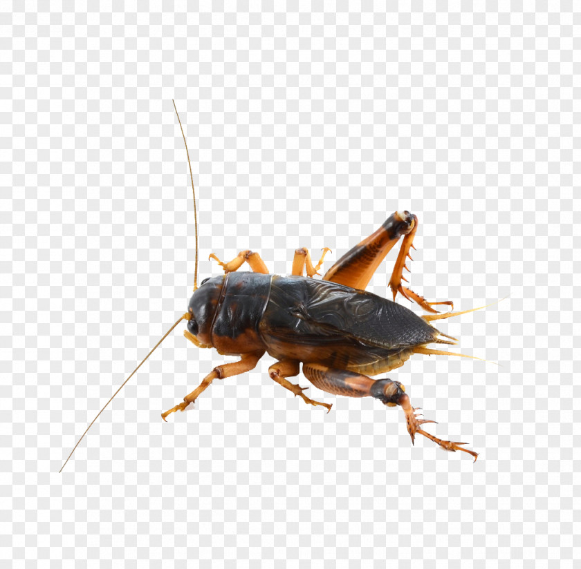 Cricket House Insect Grasshopper PNG