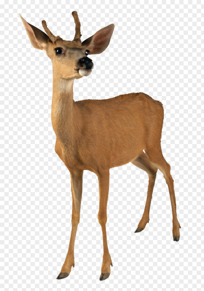 Deer White-tailed Clip Art PNG