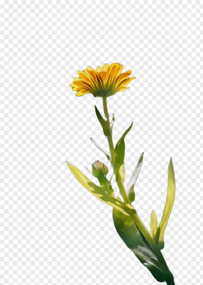 Perennial Plant Daisy Family Flowers Background PNG