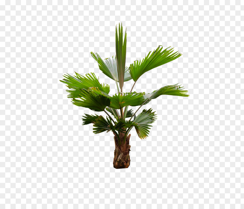 Coconut Asian Palmyra Palm Arecaceae Oil Palms PNG