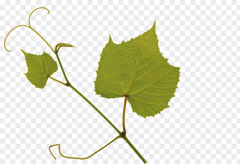 Leaf Kyoho Grape Green PNG
