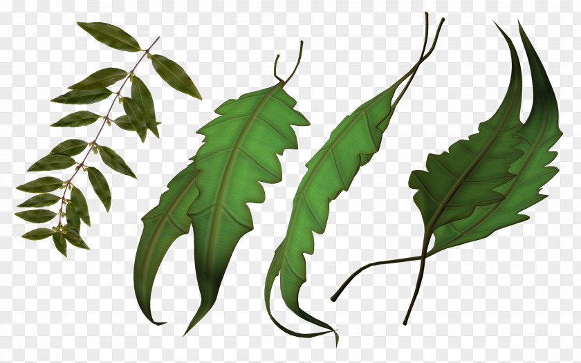 Leaf Plant Stem Map Clip Art PNG