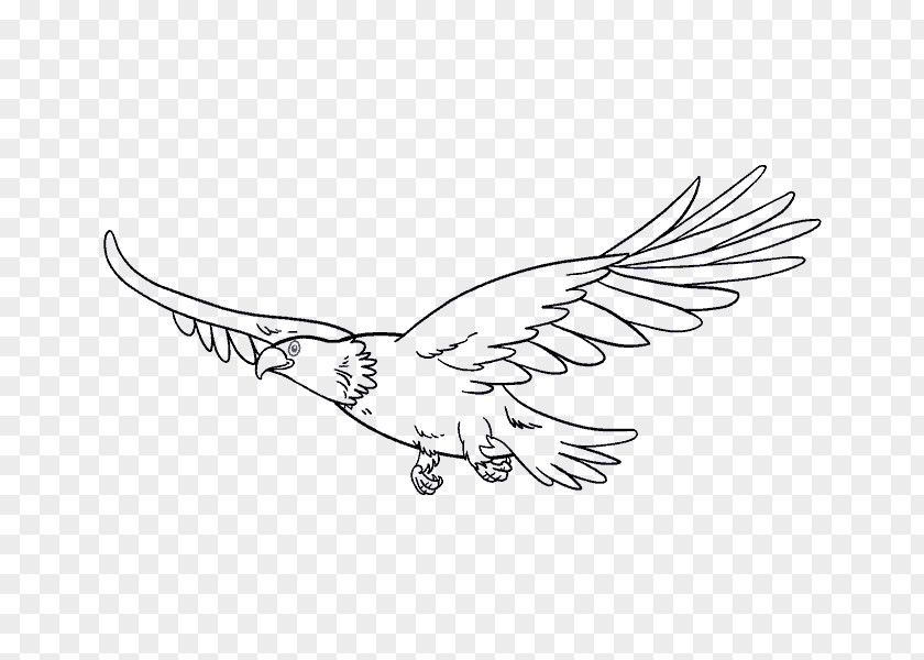 Line Shading Drawing Bird Eagle Art PNG