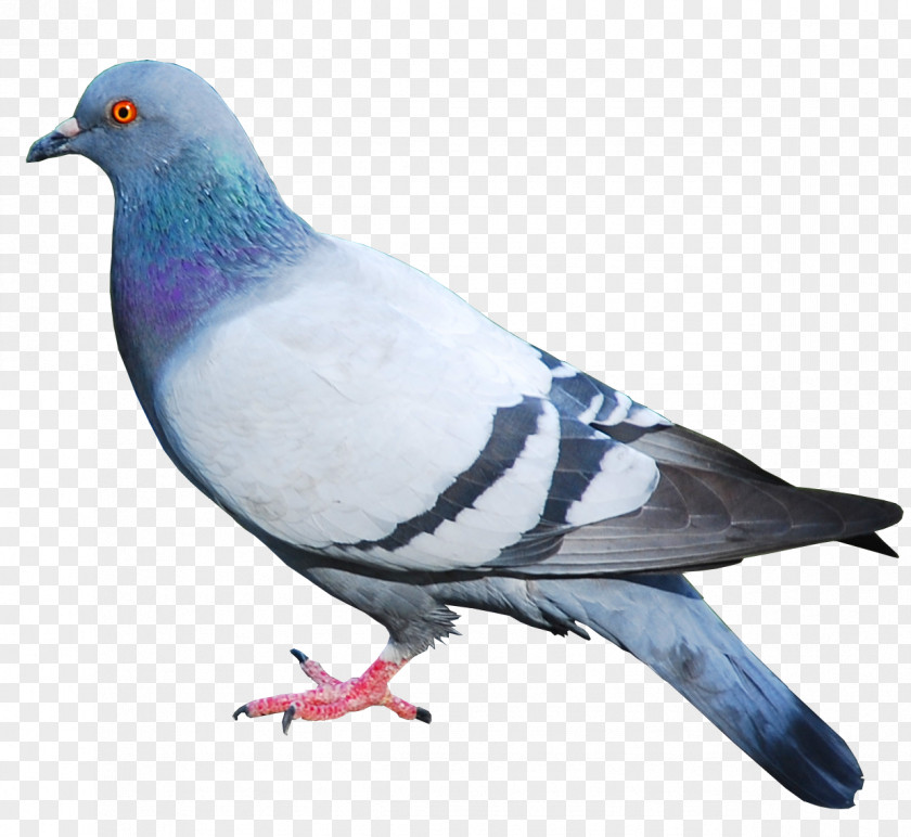Pigeon Image Domestic Columbidae Bird PNG