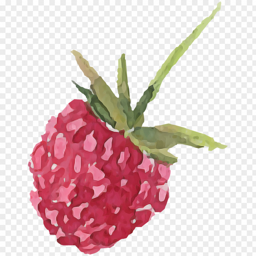 Pink Family Food Plant Flower Leaf Fruit PNG