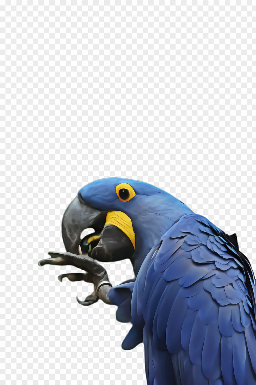 Wing Organism Bird Parrot PNG