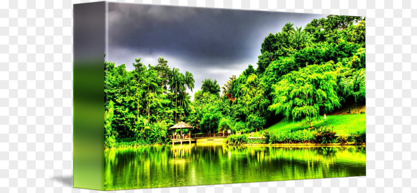 Botanical Garden Nature Reserve Water Resources Biome Pond Forest PNG