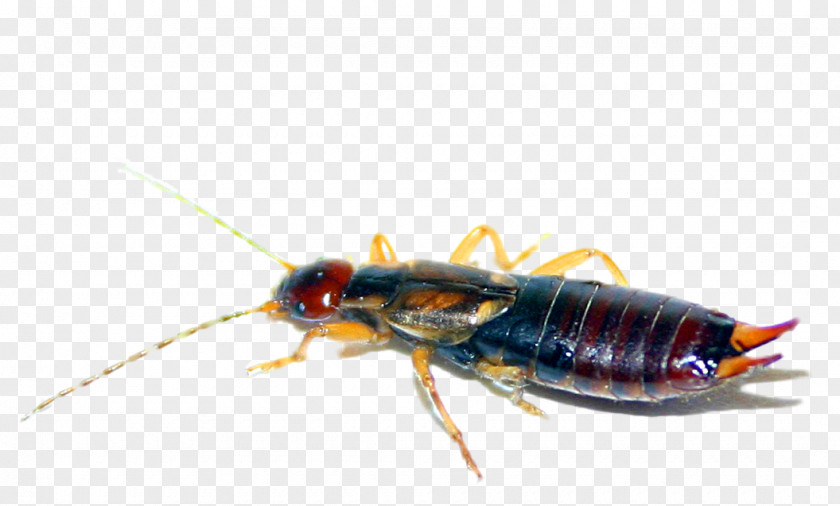 Cockroach Insect Earwig PNG