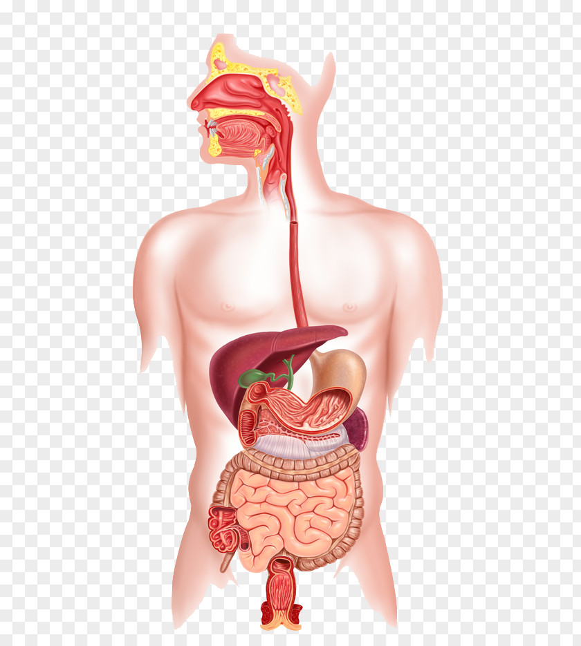 Human Digestive System Body Organ Gastrointestinal Tract PNG digestive system body tract, system, human illustration clipart PNG