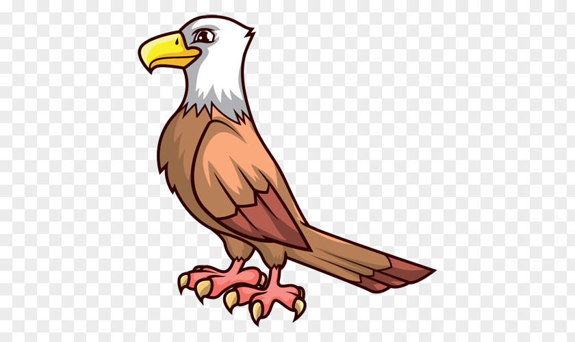 Bird Beak Eagle Bald Of Prey PNG
