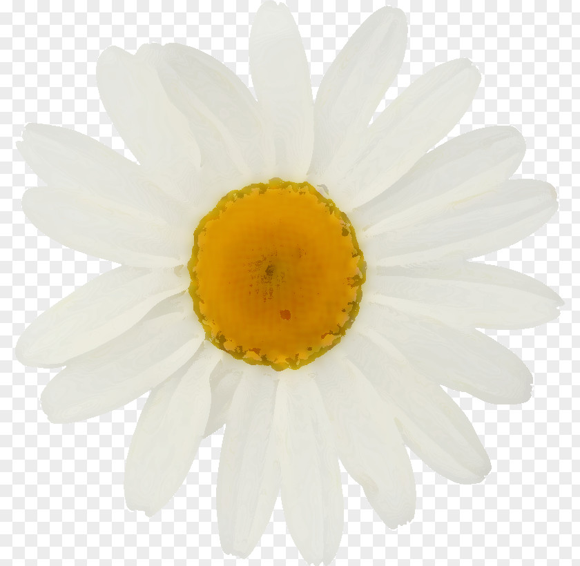 Cosmos Flower Common Daisy Stock Photography Oxeye Royalty-free Depositphotos PNG