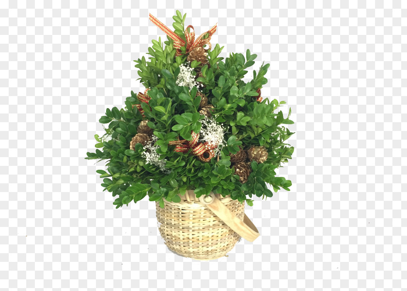 Greenery Fraser Fir Balsam Tree Christmas Ornament Box PNG