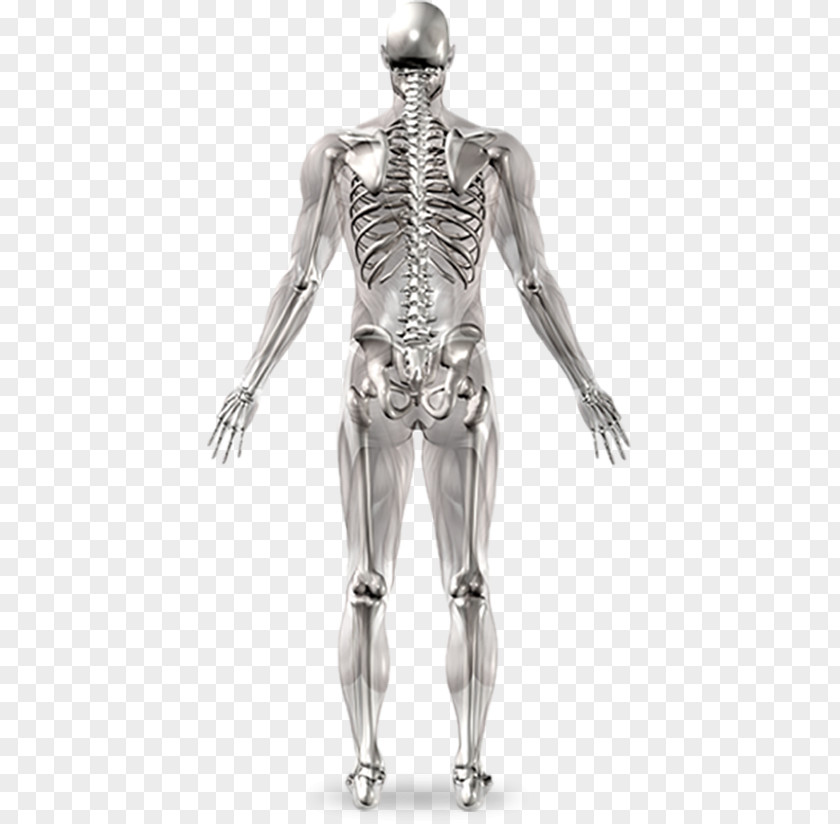 Human Bones Skeleton Joint Anatomy Body PNG