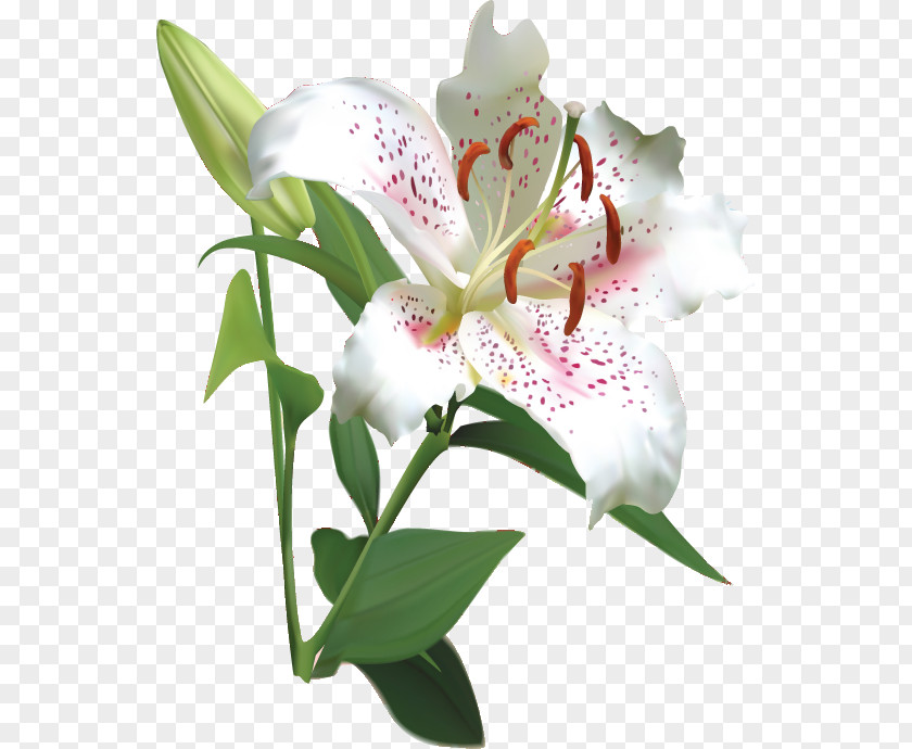 Lily Flower PNG