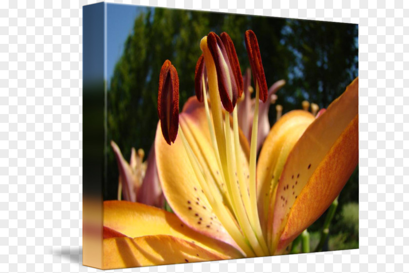 Lily Orange Close-up Daylily Wildflower M PNG