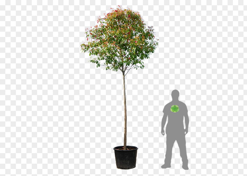 Red Tip Photinia Southern Magnolia Shrub Evergreen Hedge PNG