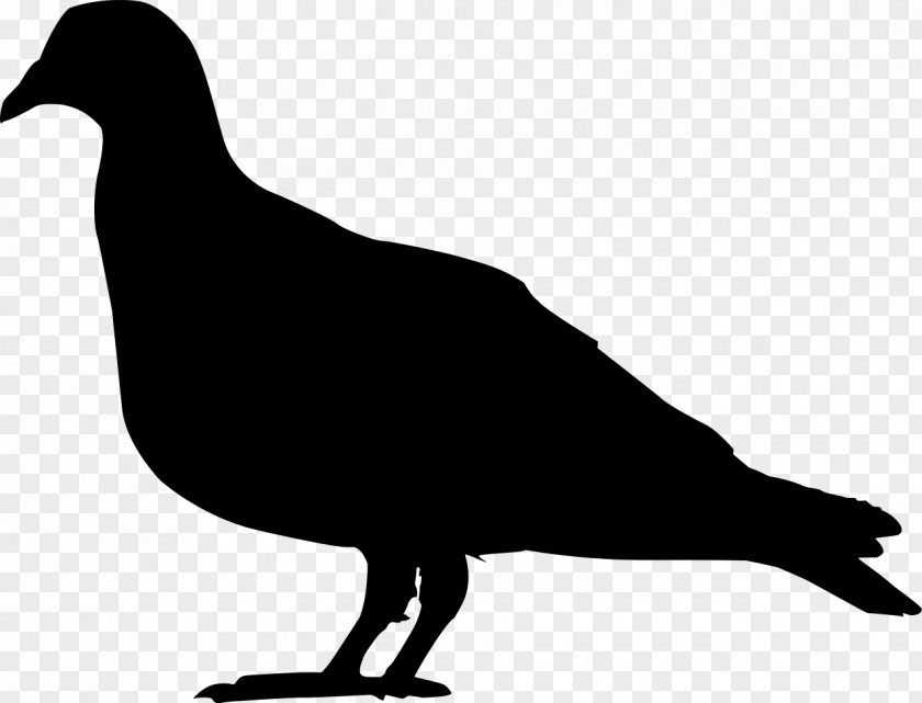 Silhouette Domestic Pigeon Columbidae Squab Clip Art PNG