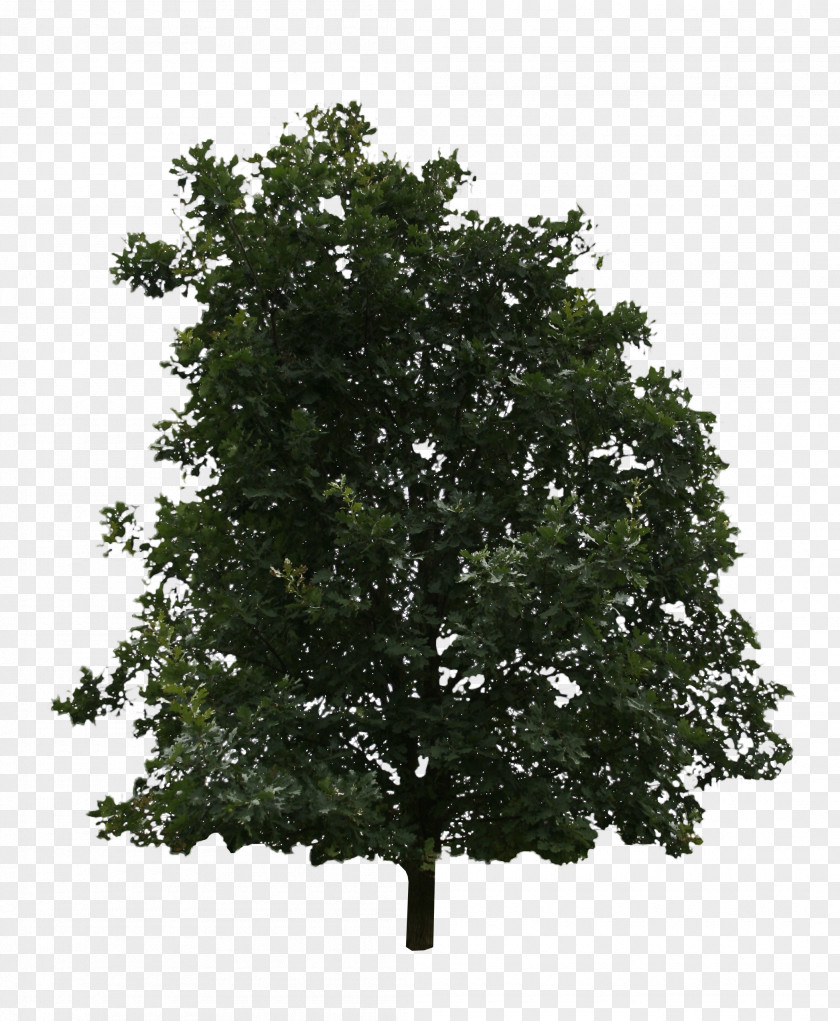 Tree Oak Shrub Branch American Holly PNG