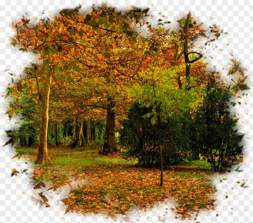 Autumn Tree Landscape PNG