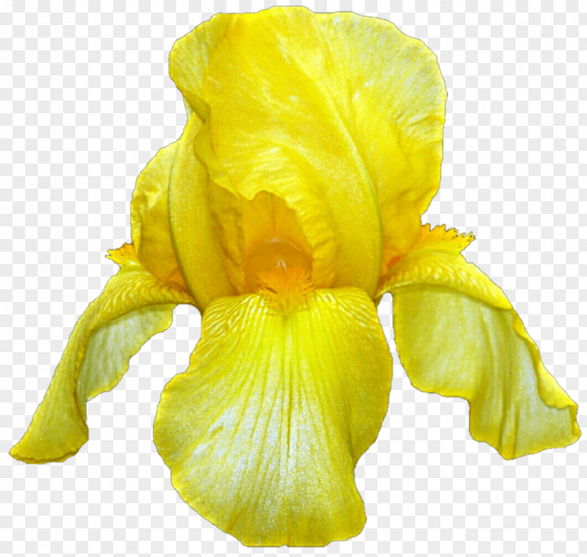 Flower Iris Pseudacorus Iridaceae PNG