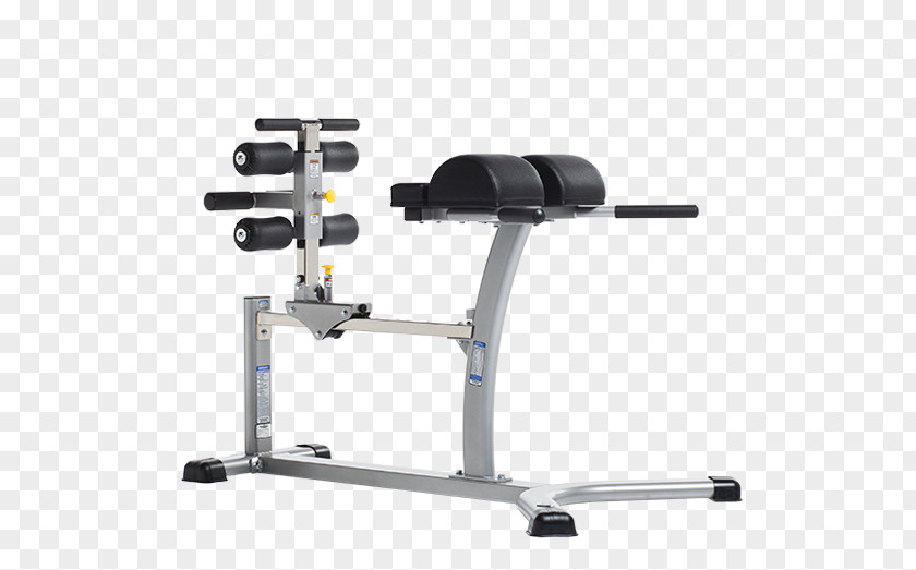 Weightlifting Machine Hamstring Gluteal Muscles Gluteus Maximus Bench PNG
