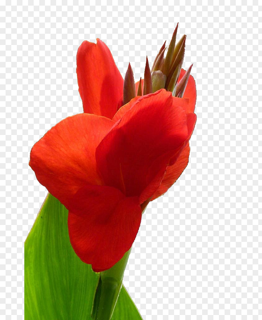 Cannabis Pictures Amaryllis Belladonna Canna Hippeastrum Lilium Petal PNG