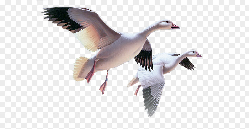 Goose Snow Bird Cygnini PNG