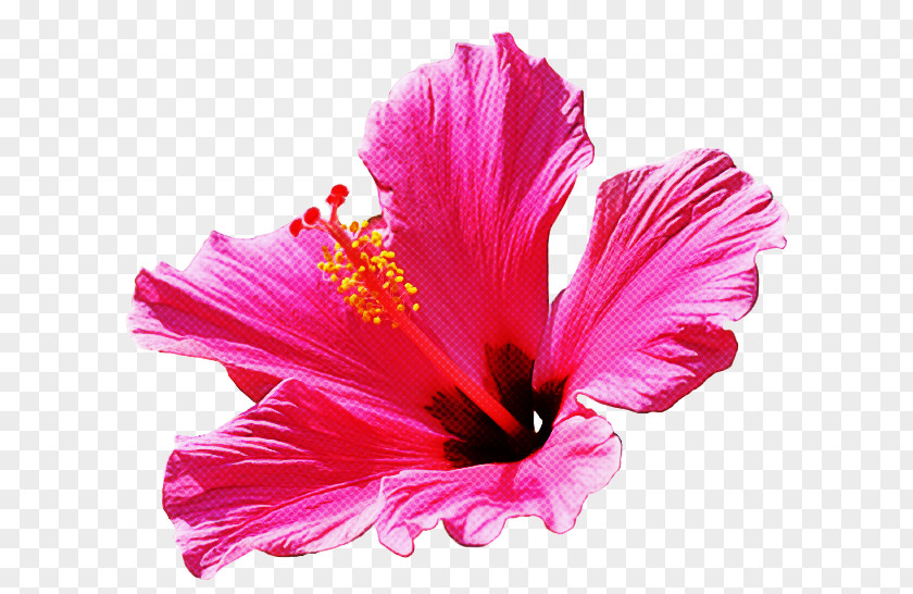Mallow Family Chinese Hibiscus Petal Flower Hawaiian Pink PNG