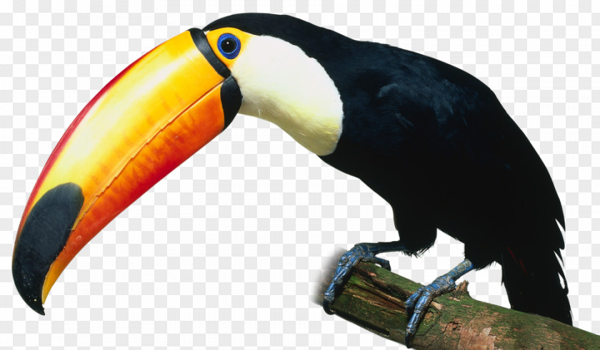 Bird Toco Toucan YouTube Parrot PNG