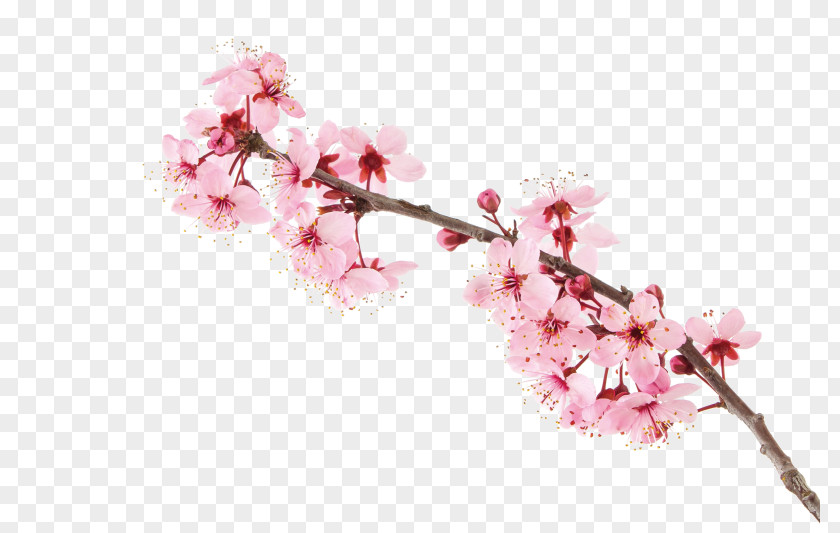 Cherry Blossom Stock Photography PNG