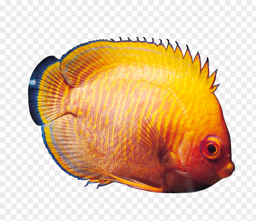 Fishes Tropical Fish Ornamental Fresh Water PNG