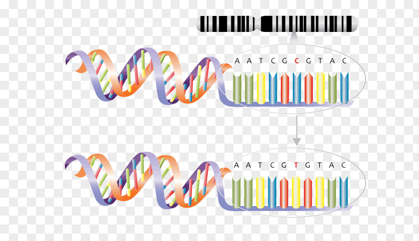 Genetics Single-nucleotide Polymorphism Mutation Genetic Variation PNG