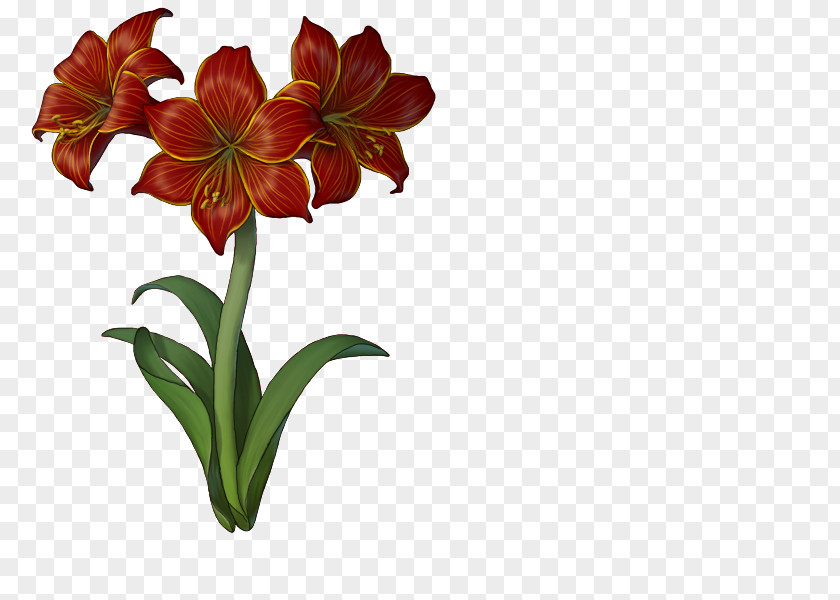 Gymea Lily Amaryllis Family Drawing Of PNG